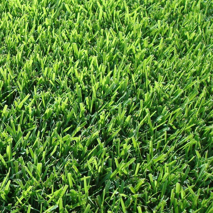 Florida Foliage Zoysia Sod Plugs - Large 3" x 3" Plugs - Count Tray - Drought, Salt & Shade Tolerant Turf Grass