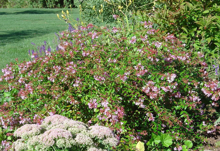 Abelia Grandiflora Edward Goucher | Large Gallon Size Plants | Flowering Butterfly Attracting Shrub