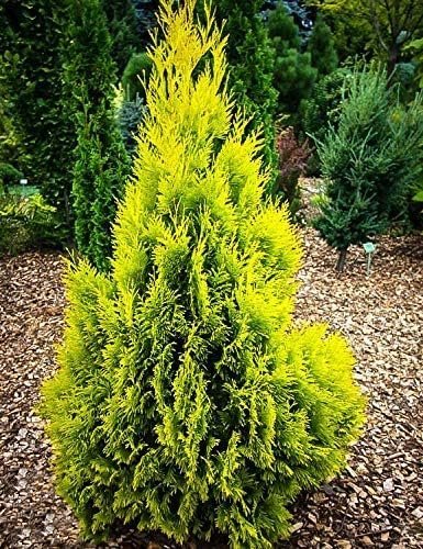 Arborvitae Berkman's Gold | Live Plants | Thuja Occidentalis | Perfect for Landscaping | Radiant & Hardy