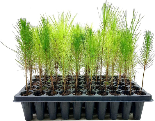 Loblolly Pine Tree Plants | Live Seedlings | Pinus Taeda | Fast-Growing Evergreen for Landscaping | Ideal Plants for Large Spaces