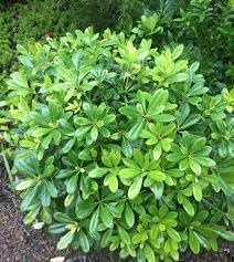 Pittosporum Green | Extra Large 3 Gallon Plants | Pittosporum Tobira | Lush Privacy Hedge | Easy-Care Landscape