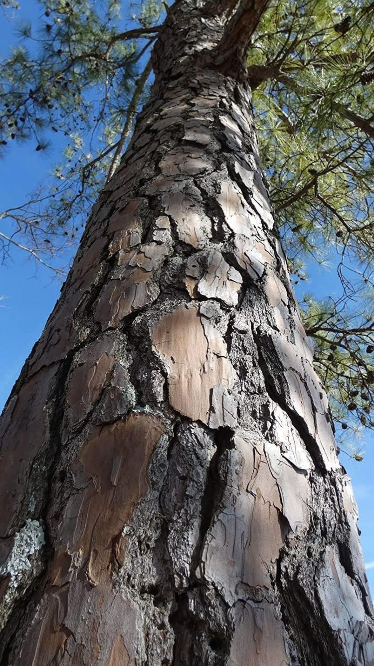 Loblolly Pine Tree Plants | Live Seedlings | Pinus Taeda | Fast-Growing Evergreen for Landscaping | Ideal Plants for Large Spaces