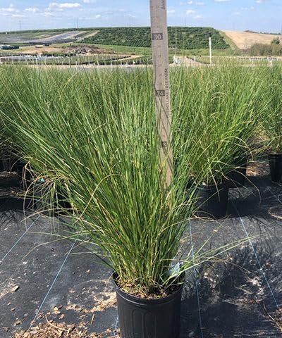 Sand Cord Grass | Extra Large 3 Gallon Plants | Spartina pectinata | Lush Landscape Focal | Garden Vibrancy