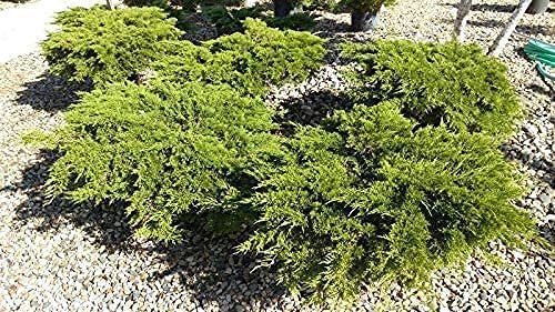 Juniper Monna Sierra Spreader | Live Inch Pots | Juniperus Chinensis | Drought Tolerant Cold Hardy Evergreen Groundcover Plants