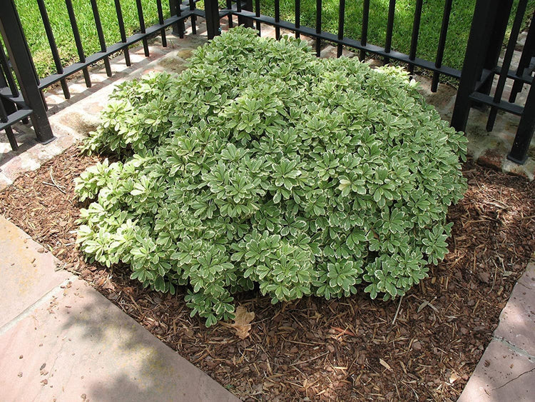 Variegated Pittosporum | Live Plants | Pittosporum Tobria Variegatum | Evergreen Border Accent Hedge Shrub