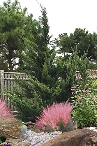 Hollywood Juniper - Juniperus Chinensis Torulosa - Live Quart Size Trees - Drought Tolerant Cold Hardy Evergreen Plant