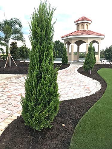 Spartan Juniper - Juniperus Chinensis - Live inch Container Trees - Evergreen Privacy Screening Plants