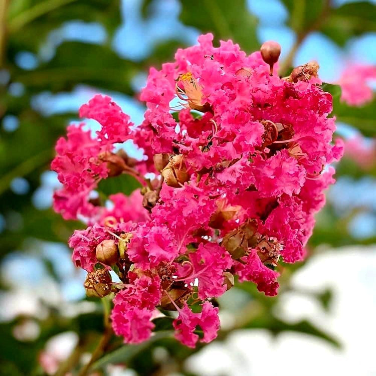 Crape Myrtle Tuscarora Plant | Large Gallon Size Pots | Lagerstroemia Indica | Ornamental Flowering Tree | Pink Blooms Garden Plants