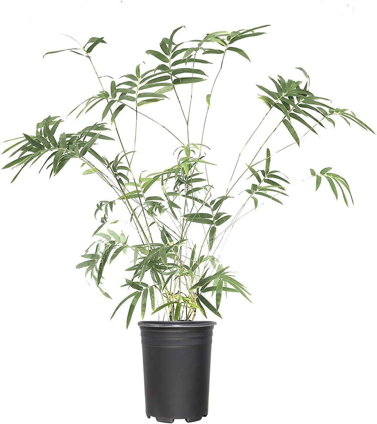 Fern Leaf Bamboo - Live Plant - Bambusa Multiplex - Inch Pot - Non-invasive Clumping Privacy Hedge