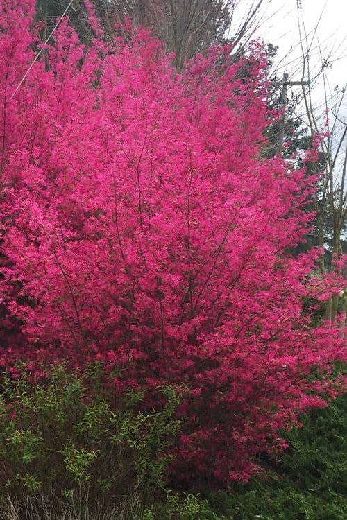 Loropetalum Zhuzhou I Live Plants I Chinese Fringe Flower I Striking Deep Purple Foliage with Vivid Pink Blooms, Ideal for Hedges, Borders, and Ornamental Gardens