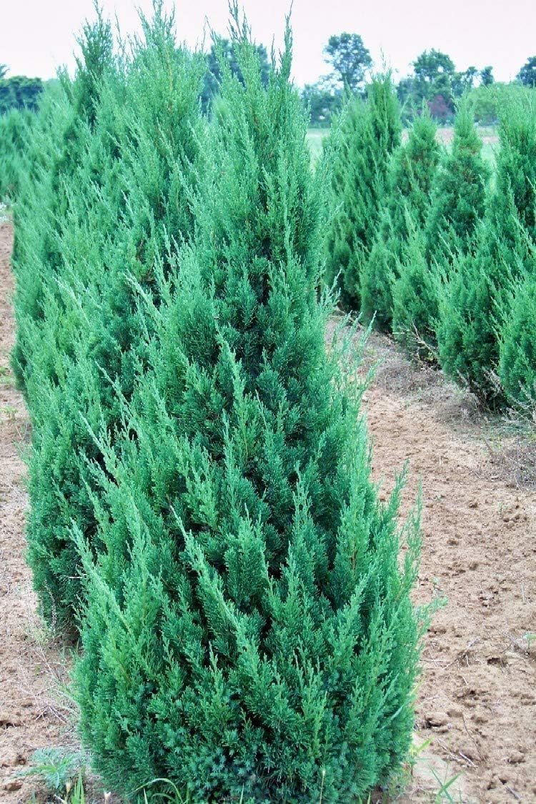 Blue Point Juniper Tree | Live 4 Inch Pot | Juniperus Chinensis | Hardy Evergreen Shrub | Perfect for Landscaping | Low Maintenance Plants