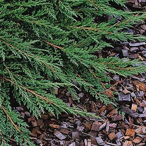 Prince of Wales Juniper | Large Gallon Size Plants | Juniperus horizontalis Prince of Wales | Ideal Ground Cover & Landscape Addition