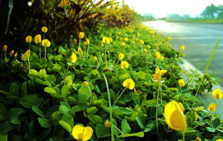 Ornamental Peanut Grass Golden Glory I Large Gallon Size Plants | Arachis Glabrata | Eco-Friendly Ground Cover with Vibrant Yellow Blooms, Drought-Tolerant