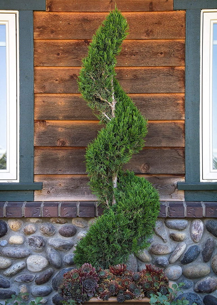 Spartan Juniper - Juniperus Chinensis - Live inch Container Trees - Evergreen Privacy Screening Plants