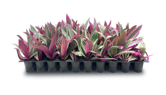 Tri Color Dwarf Oyster Plant | Live Plants | Tradescantia Spathacea 'Tricolor' | Indoor Outdoor Decorative Accent | Vibrant Foliage