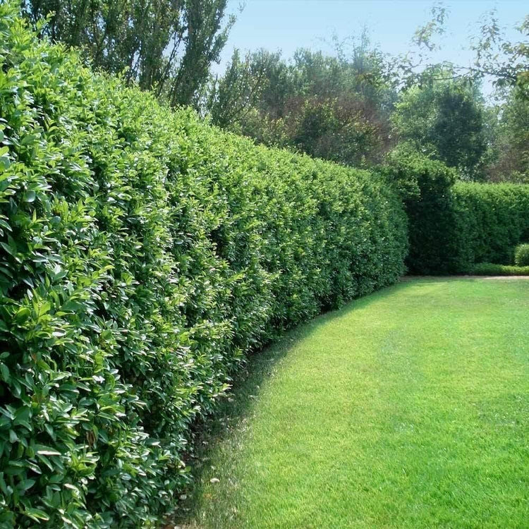 Ligustrum Recurvifolia | Extra Large 3 Gallon Plants | Ligustrum sinense 'Recurvifolium' | Lush Green Privacy Hedge | Ideal for Landscaping | Vibrant Garden Shrub (2)