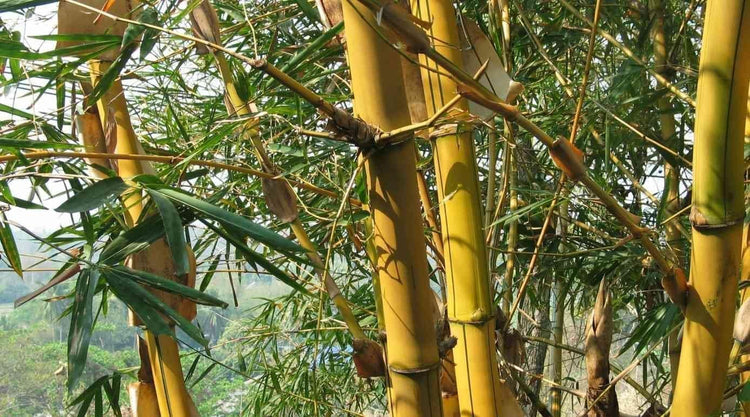 Golden Hawaiian Bamboo | Live Plants | Bambusa Vulgaris Vittata | Beautiful Rare Unique Specimen | Non-Invasive Clumping Bamboo Privacy Screen