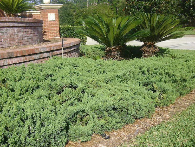 Juniper Parsoni | Large Gallon Size Plants | Juniperus Squamata Expansa Parsons | Drought Tolerant Cold Hardy Evergreen Groundcover