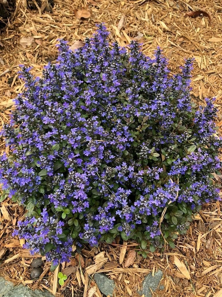 Ajuga Reptans Chocolate Chip I Live Plants | Dense Ground Cover Plant with Miniature Dark Foliage, Perfect for Gardens, Borders, & Shaded Areas (3 Plants)