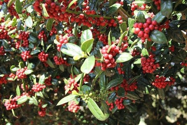 Dwarf Burfordi Holly Ilex | Extra Large Gallon Plants | Ilex cornuta 'Dwarf Burfordi' | Lush Evergreen Shrub | Ideal for Borders and Hedges