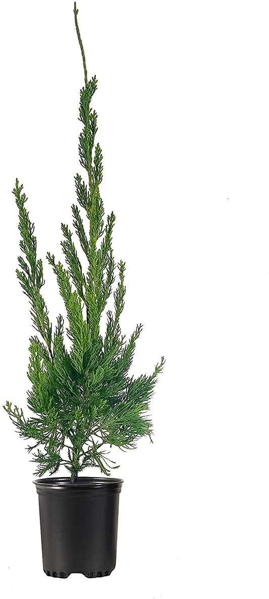 Hollywood Juniper - Juniperus Chinensis Torulosa - Live Quart Size Trees - Drought Tolerant Cold Hardy Evergreen Plant