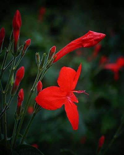 Red Elegant Brazilian Petunia | Ruellia Elegans | Live Plants | Butterfly Hummingbird Attracting Foliage