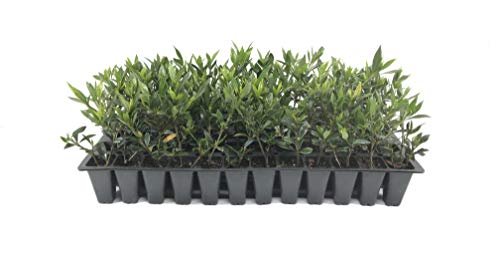 Frostproof Gardenia - Live Plants - Fragrant Blooming Shrub - Gardenia Jasminoides