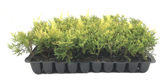 Saybrook Gold Juniper - Live Plants - Juniperus Chinensis - Hardy Evergreen Ground Cover