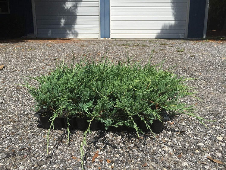 Sea Spray Juniper - Live Plants - Juniperus Chinensis - Drought Tolerant Cold Hardy Evergreen Ground Cover