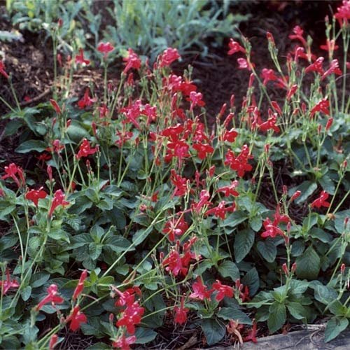 Red Elegant Brazilian Petunia | Ruellia Elegans | Live Plants | Butterfly Hummingbird Attracting Foliage