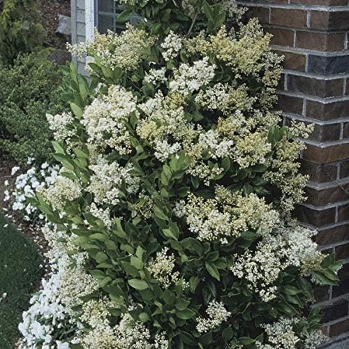 Ligustrum Waxleaf Privet - Live Quart Size Plants - Blooming Evergreen Privacy Hedge