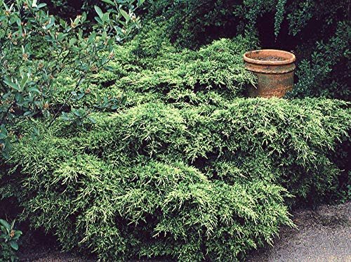 Old Gold Juniper - Live Plants - Juniperus Chinensis - Drought Tolerant Cold Hardy Evergreen Ground Cover