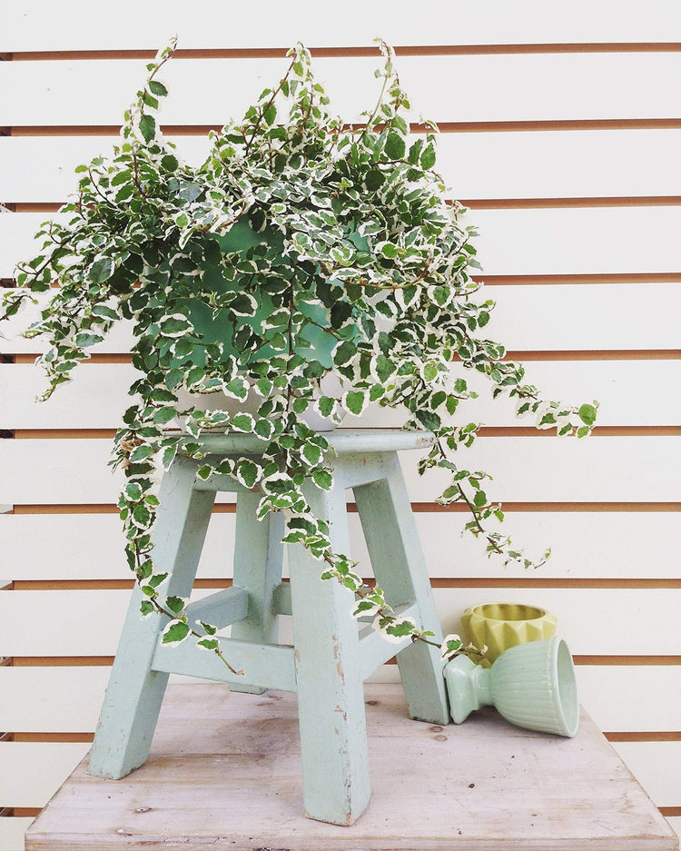 Variegated Creeping Fig Vine - Ficus Pumila Variegata - Live Fully Rooted Inch Plants - Climbing Ivy