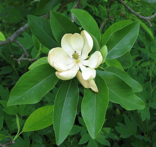 Sweet Bay Magnolia Tree | Magnolia Virginiana | Live Plants | Beautiful Ornamental Specimen