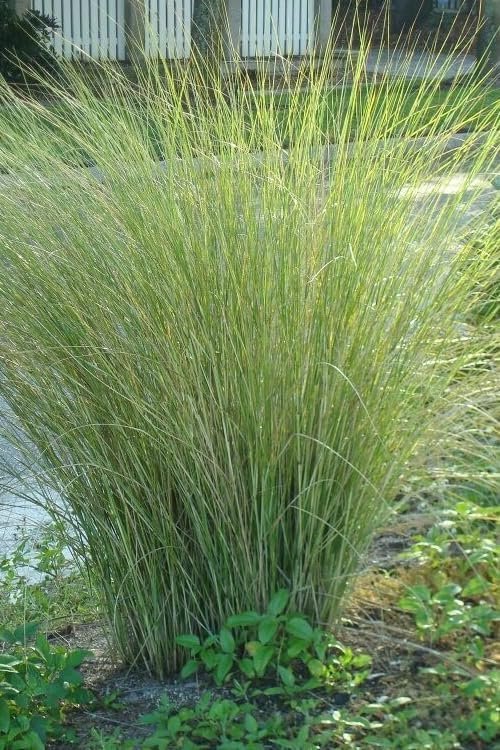 Sand Cord Grass | Extra Large 3 Gallon Plants | Spartina pectinata | Lush Landscape Focal | Garden Vibrancy