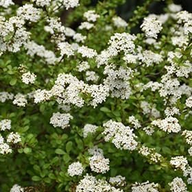 Viburnum Walter's Whorled Class | Extra Large 3 Gallon Plants | Viburnum Obovatum 'Walters Whorled Class' | Landscape Accent | Hardy Shrub