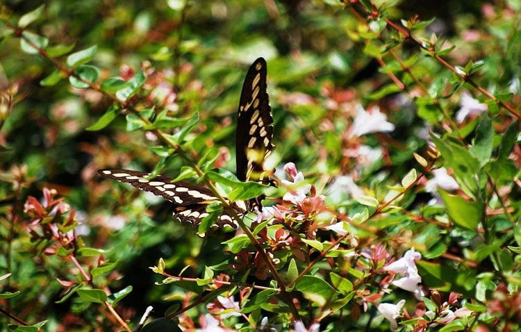 Abelia Grandiflora Edward Goucher - Live Plants - Flowering Deer Resistant Butterfly Attracting Shrub