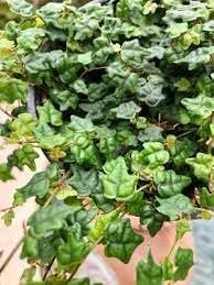 Ficus Pumila Quercifolia | Live Plants | Oak Leaf Creeping Fig, Easy-Care Indoor/Outdoor Trailing Vine Plant, Perfect for Walls and Ground Cover