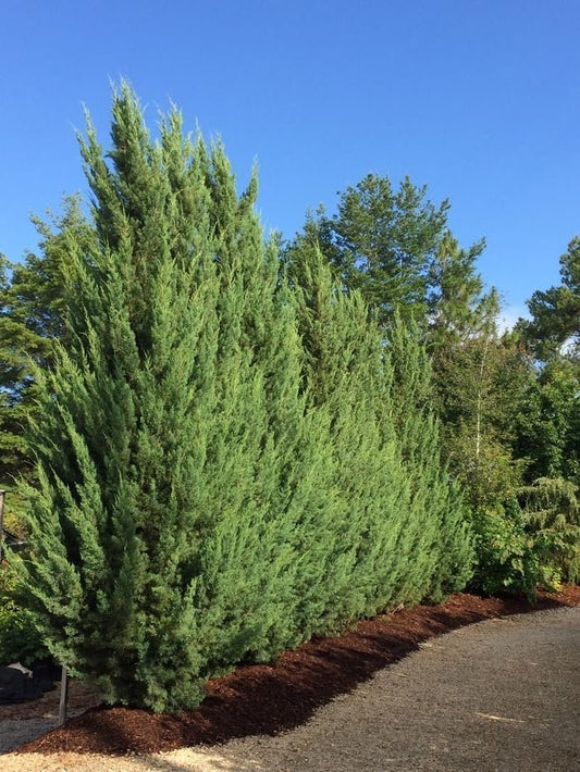 Hillspire Juniper | Live Plants | Stunning Evergreen for Ornamental Landscaping | Privacy Screen or Windbreak, Drought Resistant