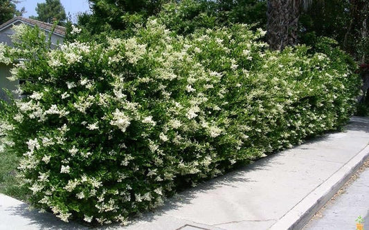 Ligustrum Recurvifolia | Extra Large Gallon Plants | Ligustrum sinense 'Recurvifolium' | Lush Green Privacy Hedge | Ideal for Landscaping | Vibrant Garden Shrub