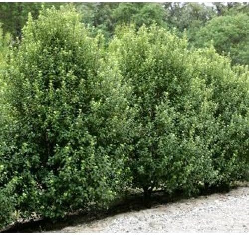 Pittosporum Green | Extra Large 3 Gallon Plants | Pittosporum Tobira | Lush Privacy Hedge | Easy-Care Landscape