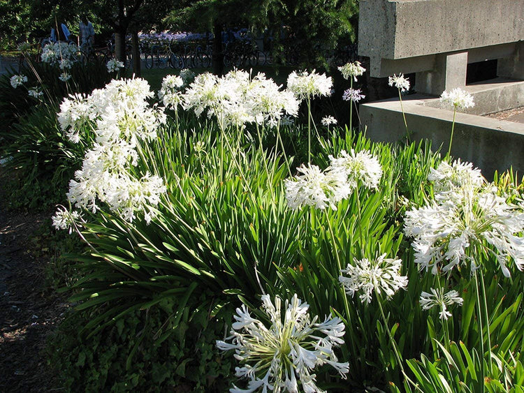 Florida Foliage Agapanthus Getty White - Live Plants - Blooming Groundcover Grass