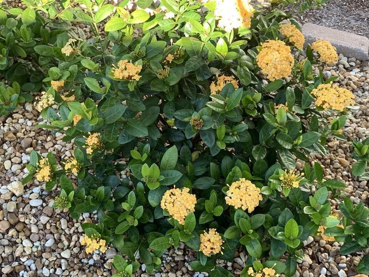 Ixora Yellow | Extra Large 3 Gallon Plants | Ixora chinensis | Bright Garden Highlight | Sun-Loving Tropical Shrub