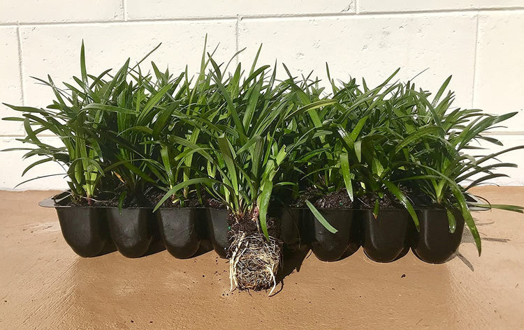 Super Blue Liriope - 10 Live Plants - Drought Tolerant Ground Cover Grass