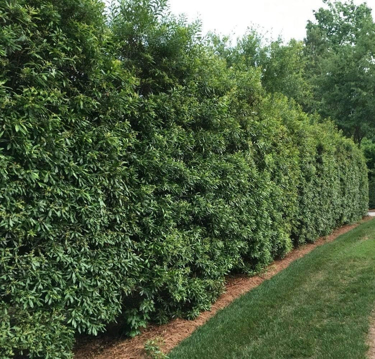 Wax Myrtle - 60 Live Plants - Myrica Cerifera Bayberry - Aromatic Evergreen Screening Hedge