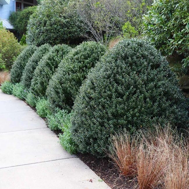 Steeds Holly I 20 Live Plants I Upright Ilex Crenata | Upright Evergreen Shrub for Privacy Screens, Hedges, and Ornamental Landscaping