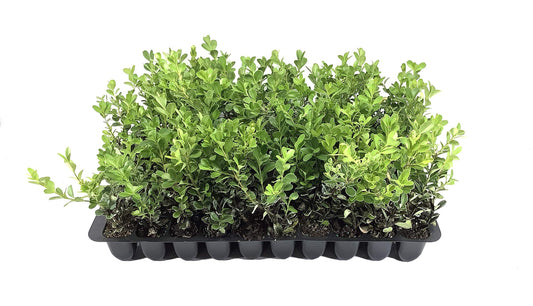 Classic Japanese Boxwood | Live 2" Plants | Buxus microphylla | Ideal for Hedges | Durable Landscape Shrub