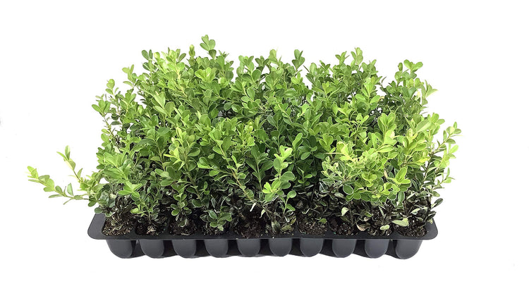 Classic Japanese Boxwood | Live 2" Plants | Buxus microphylla | Ideal for Hedges | Durable Landscape Shrub