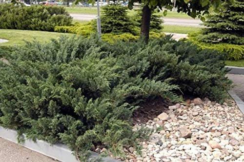 Green Sargent Juniper - Live Plants - Juniperus Chinensis - Drought Tolerant Cold Hardy Evergreen Ground Cover