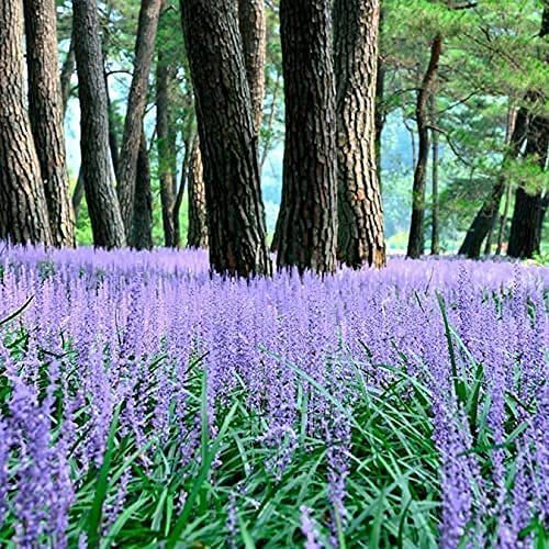 Liriope Emerald Goddess Muscari | Large Gallon Size Plants | Live Drought Tolerant Low Maintenance Evergreen Groundcover Grass